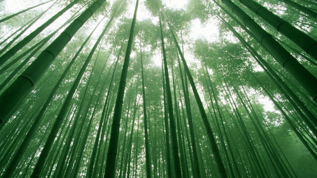 Bamboo tall tree sunlight forest free wallpaper for desktop - medium preview image