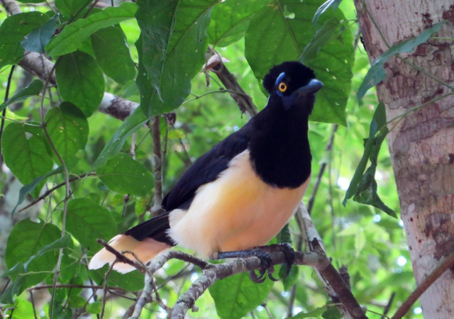 Domirinic fegallia bird perched forest free wallpaper for desktop - medium preview image