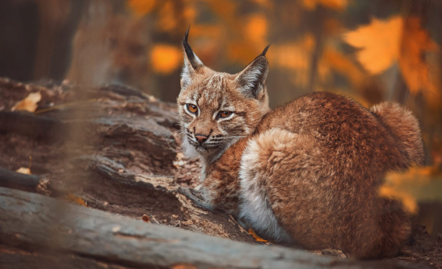 Small cat tree stump woods free wallpaper for desktop - medium preview image