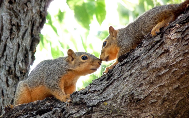 Squirrels kissing forest nature outdoors free wallpaper for desktop - medium preview image