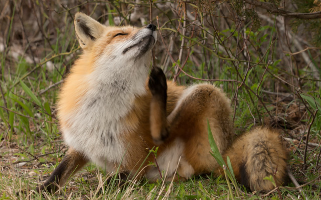 Fox grass looking up open free wallpaper for desktop - medium preview image