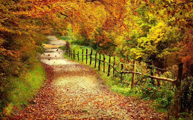 Autumn forest path fence leaves free wallpaper for desktop - medium preview image