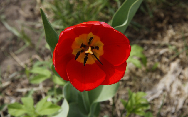 Red flower yellow center macro #2 free wallpaper for desktop - medium preview image