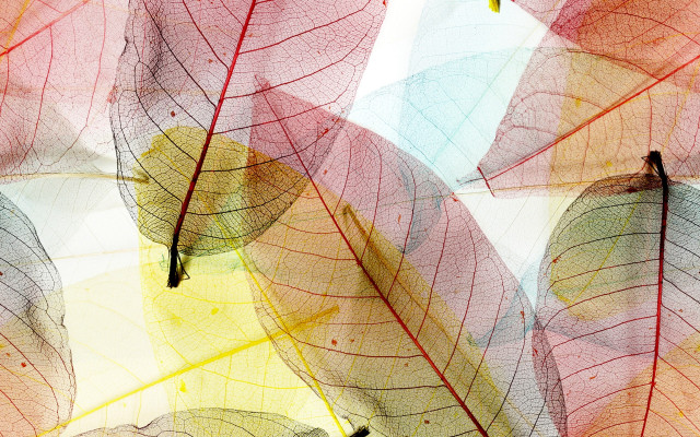 Leaves yellow red center honeycomb free wallpaper for desktop - medium preview image