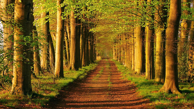 Dirt road fall trees leaves #3 free wallpaper for desktop - medium preview image