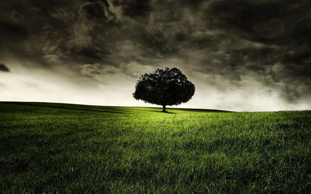 Lone tree grassy field cloudy #19 free wallpaper for desktop - medium preview image