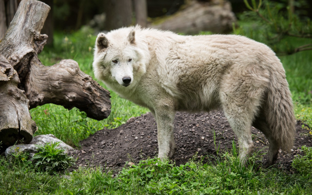 White wolf standing green field free wallpaper for desktop - medium preview image