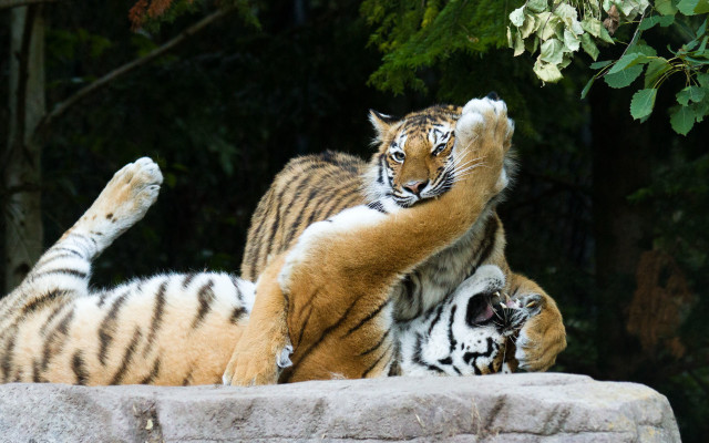 Tiger playful forest enclosure open free wallpaper for desktop - medium preview image