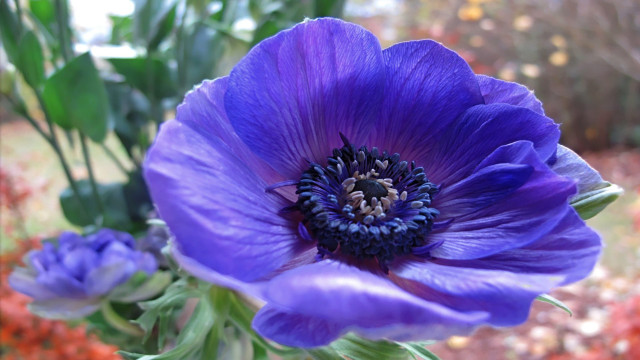 Purple blue flower bokeh leaves free wallpaper for desktop - medium preview image