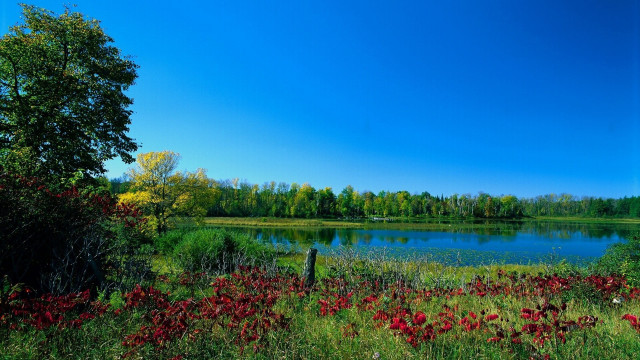 Lake forest redflowers sunny impressionist free wallpaper for desktop - medium preview image