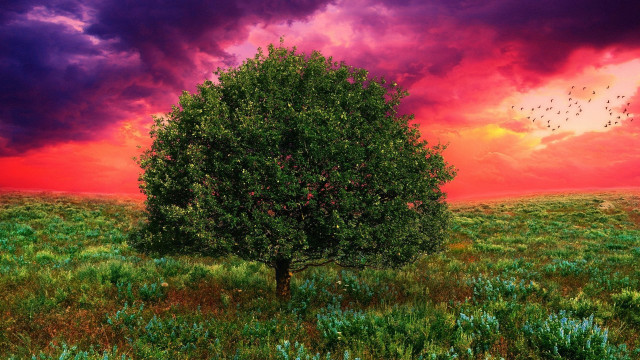 Tree sunset birds field mountain #2 free wallpaper for desktop - medium preview image