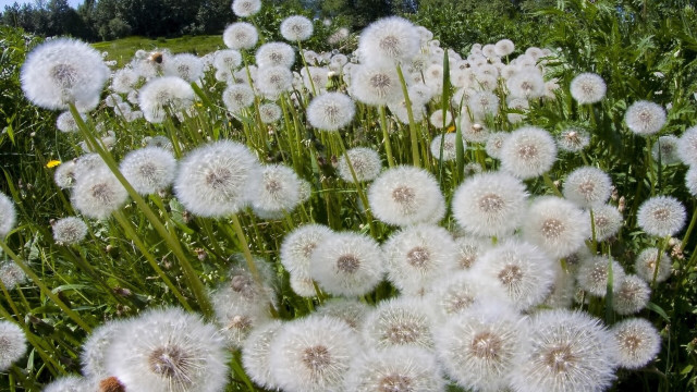 Dandelion field blue sky nature free wallpaper for desktop - medium preview image