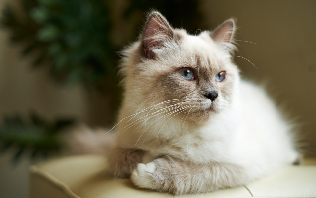 White cat blue eyes serious #2 free wallpaper for desktop - medium preview image