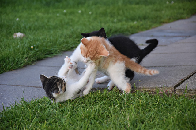 Cats playing outdoors orange white free wallpaper for desktop - medium preview image