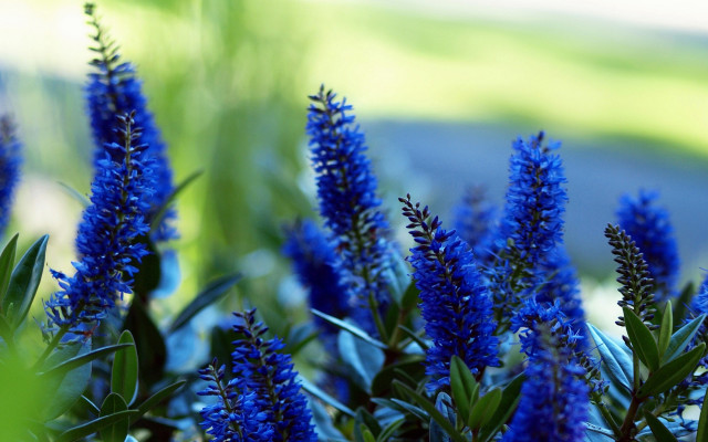 Blue flowers green leaves shallow free wallpaper for desktop - medium preview image
