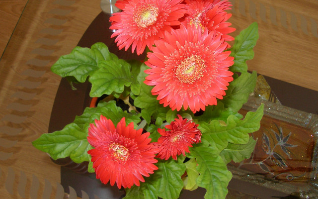 Vase red flowers table mirror free wallpaper for desktop - medium preview image