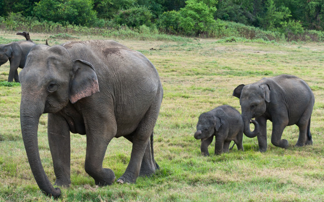Elephants green field trees sunny free wallpaper for desktop - medium preview image