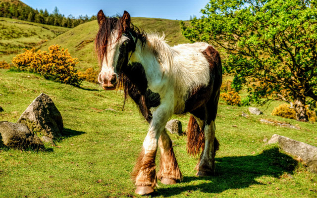 Horse long hair grassy hill free wallpaper for desktop - medium preview image
