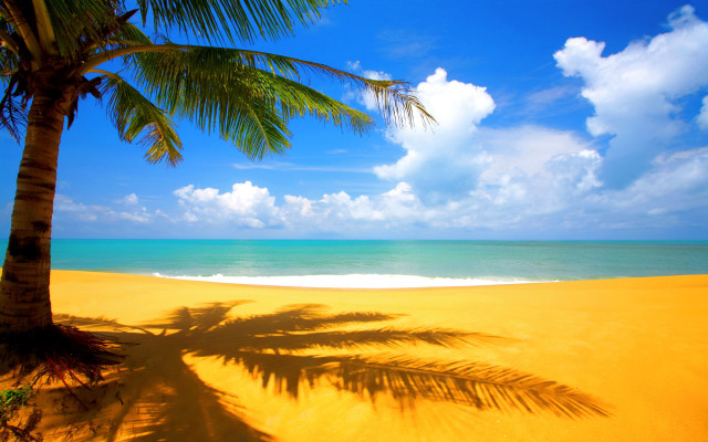 Palm tree shadow beach blue free wallpaper for desktop - medium preview image