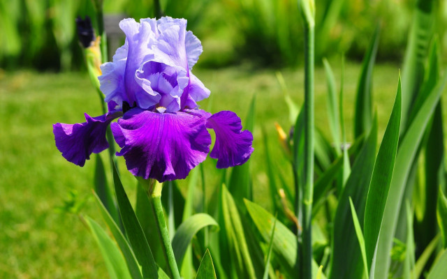 Purple flower field bokeh forest free wallpaper for desktop - medium preview image