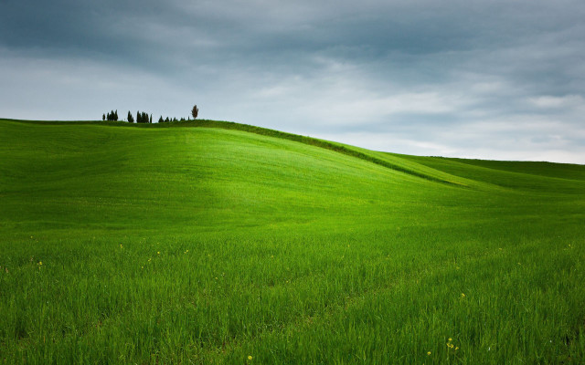 Green field lone tree cloudy free wallpaper for desktop - medium preview image