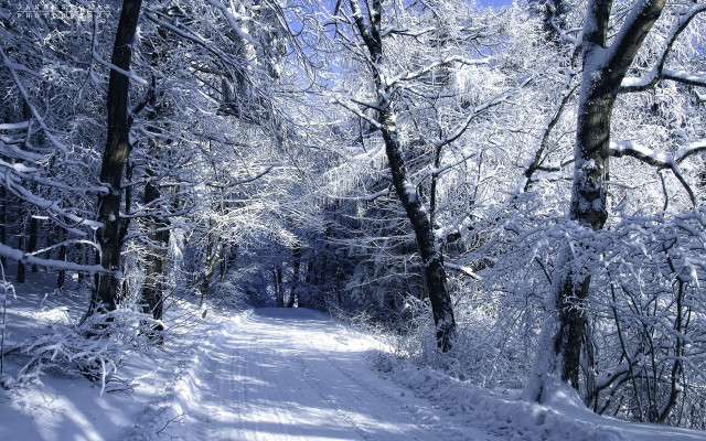 Snow covered forest path winter free wallpaper for desktop - medium preview image