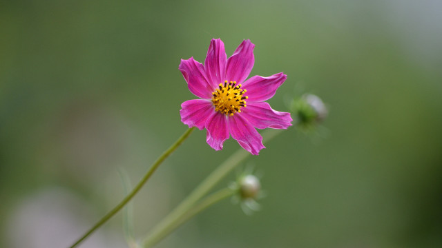 Pink flower yellow center macro #6 free wallpaper for desktop - medium preview image