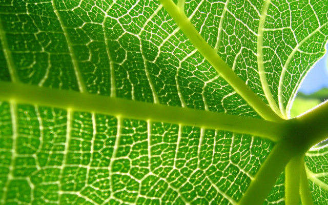 Green leaf blue sky macro #4 free wallpaper for desktop - medium preview image