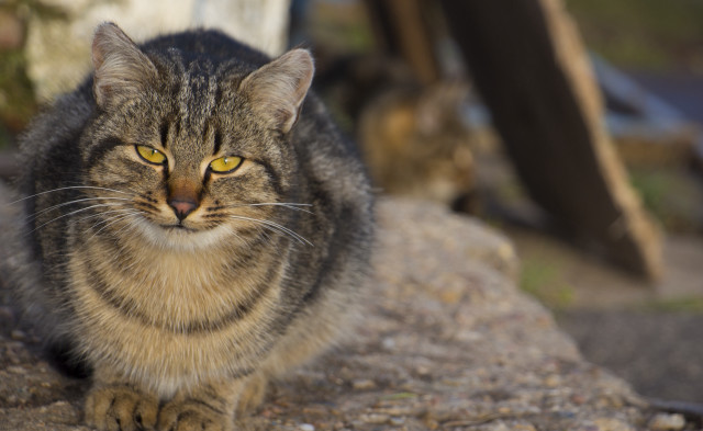 Cat rock bokeh shallow depth free wallpaper for desktop - medium preview image