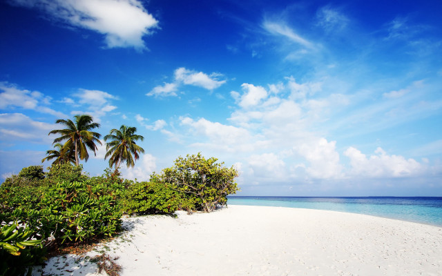 Sandy beach palm trees blue free wallpaper for desktop - medium preview image