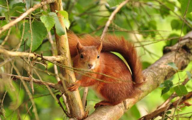 Surprised squirrel on branch nature free wallpaper for desktop - medium preview image
