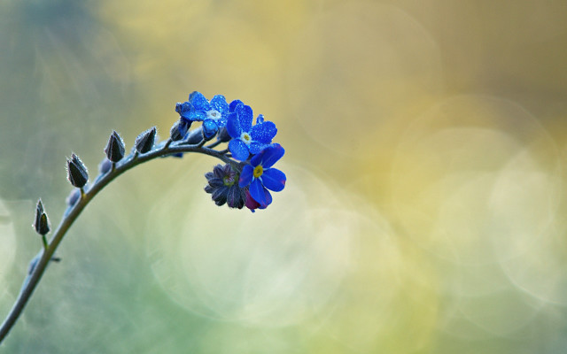 Blue flower macro photography leaves free wallpaper for desktop - medium preview image