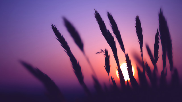 Blurry sunset tall grass purple free wallpaper for desktop - medium preview image