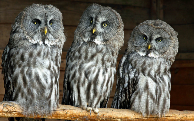 Three owls branch yellow eyes free wallpaper for desktop - medium preview image