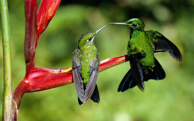 Hummingbirds flower ecological art macro free wallpaper for desktop - medium preview image