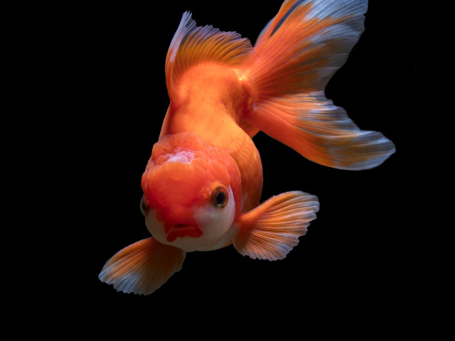 Goldfish blackbackground orange amano cloisonnism free wallpaper for desktop - medium preview image
