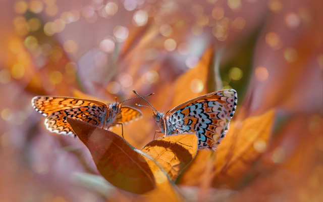 Butterflies leaf water drops macro free wallpaper for desktop - medium preview image