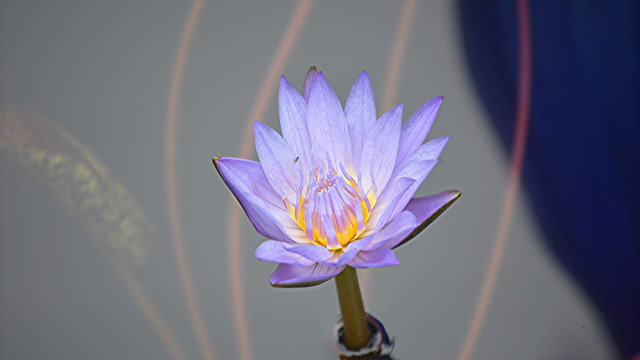 Purple flower vase blue fairy free wallpaper for desktop - medium preview image