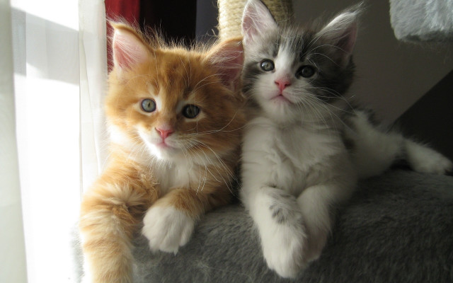 Two kittens cat tree curious free wallpaper for desktop - medium preview image