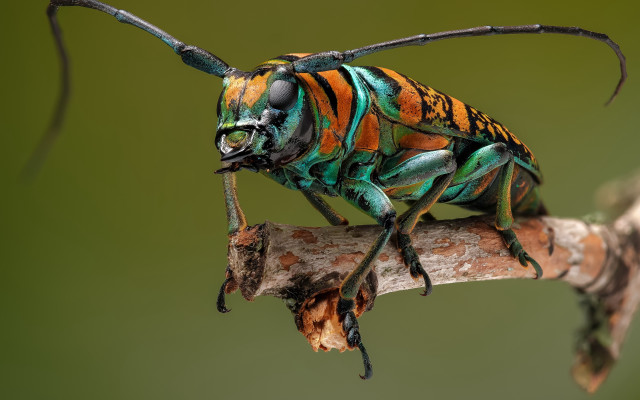 Colorful insect branch antennae 3D free wallpaper for desktop - medium preview image