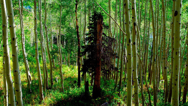 Forest grove bench nature chainlink free wallpaper for desktop - medium preview image