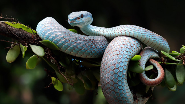 Blue snake curled branch leaves free wallpaper for desktop - medium preview image