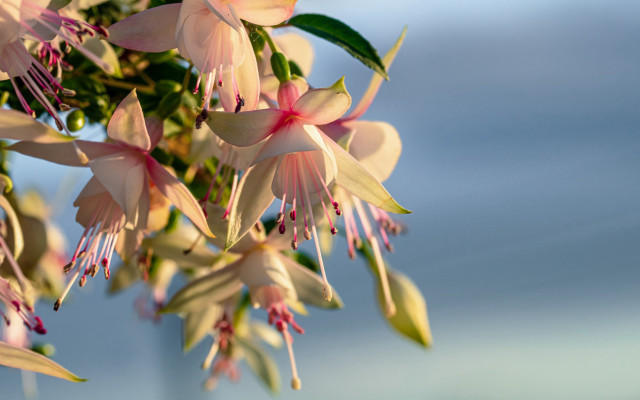Flower branch sun blue sky free wallpaper for desktop - medium preview image