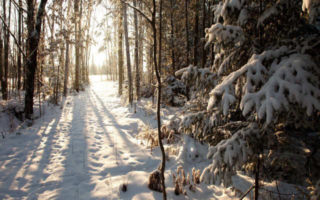 Snowy woodland path with sunshine free wallpaper for desktop - medium preview image