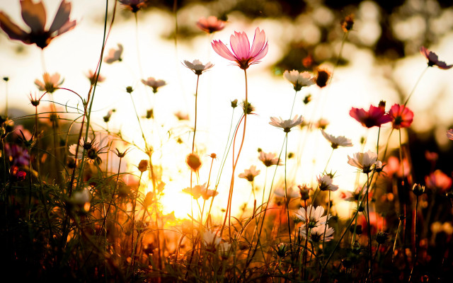Flower field sunset butterflies autumn free wallpaper for desktop - medium preview image