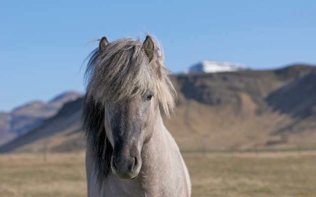Horse mane field mountains blue free wallpaper for desktop - medium preview image