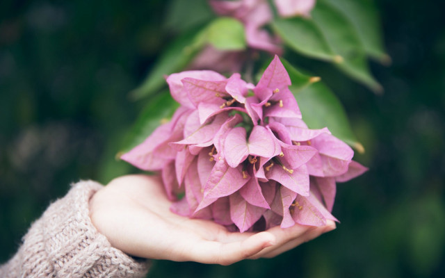 Purple flowers hands bokeh leaves free wallpaper for desktop - medium preview image