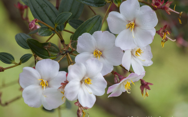 White flowers green leaves blurry #2 free wallpaper for desktop - medium preview image