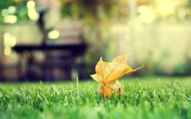 Leaf grass bokeh autumn park free wallpaper for desktop - medium preview image