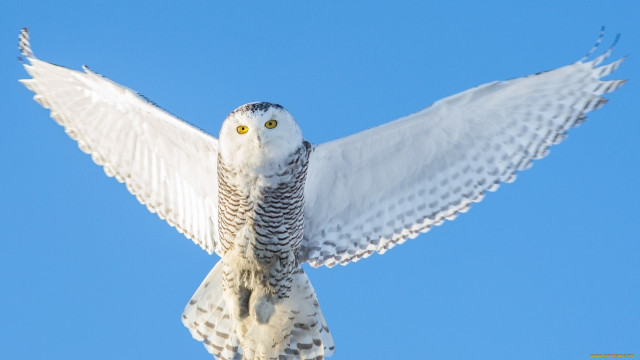 White owl yellow eyes flying free wallpaper for desktop - medium preview image